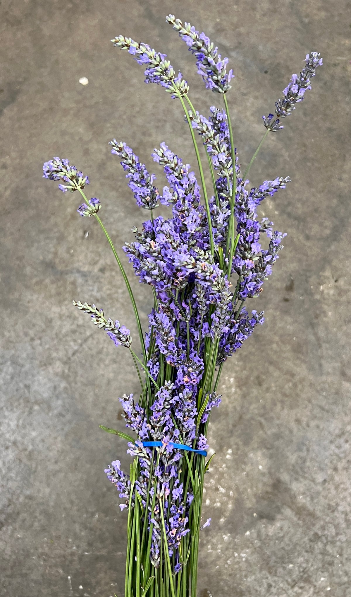 Lavender, Fresh Cut