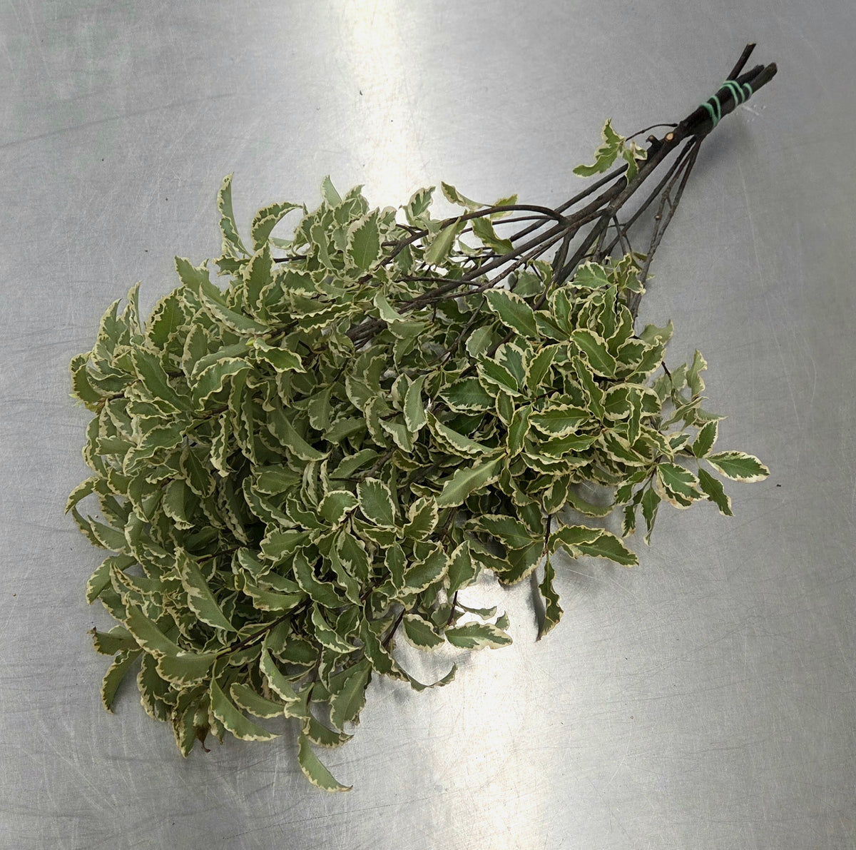 Pittosporum Mini