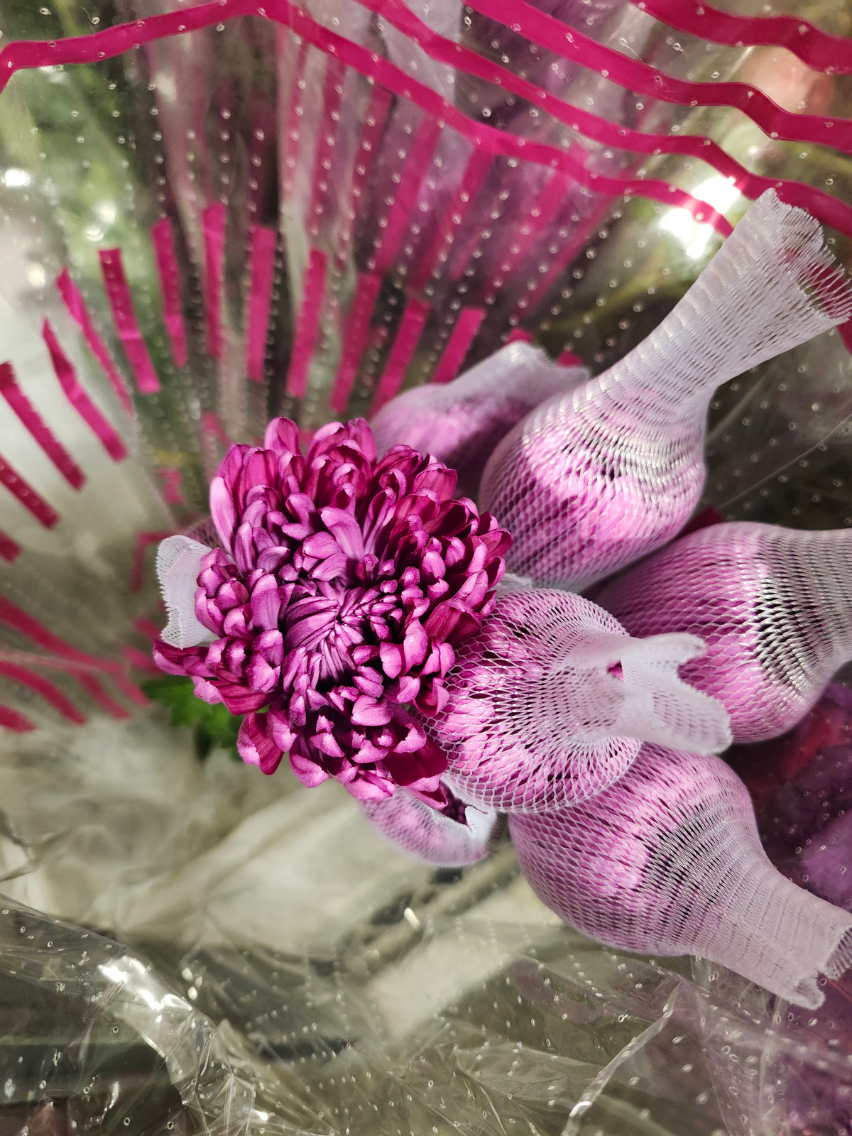 Mum Disbud Purple