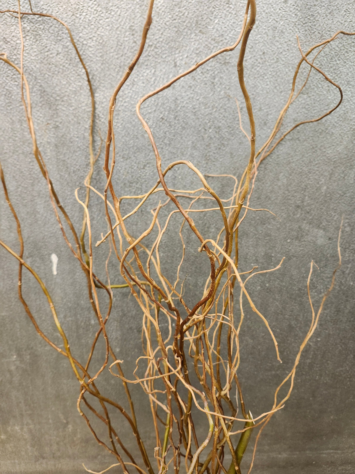Curly Willow Tips