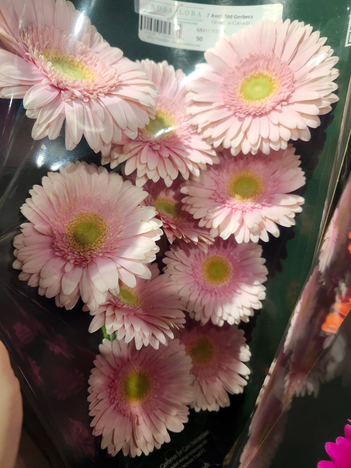 Gerb Light Pink