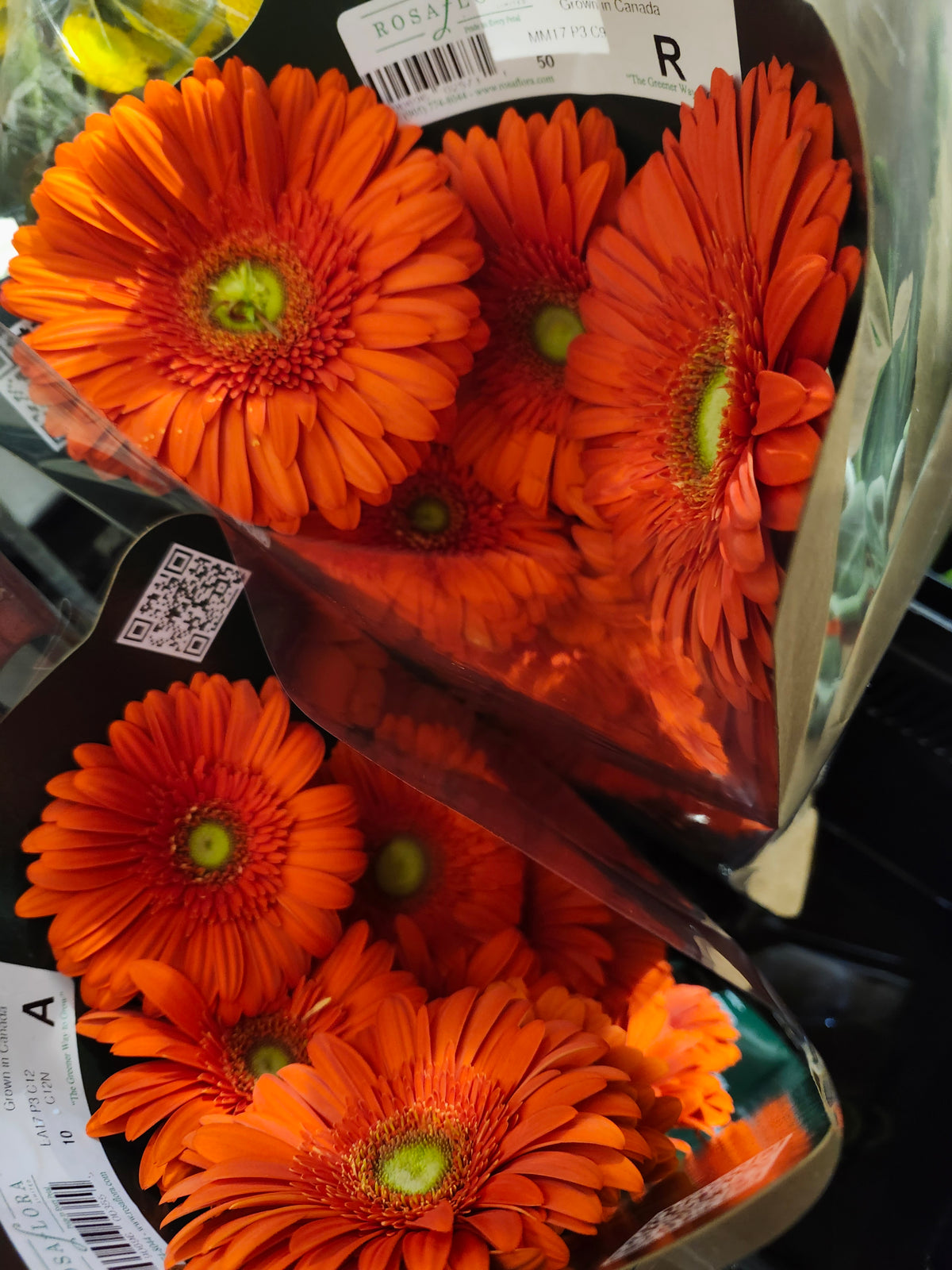 Gerbera Orange