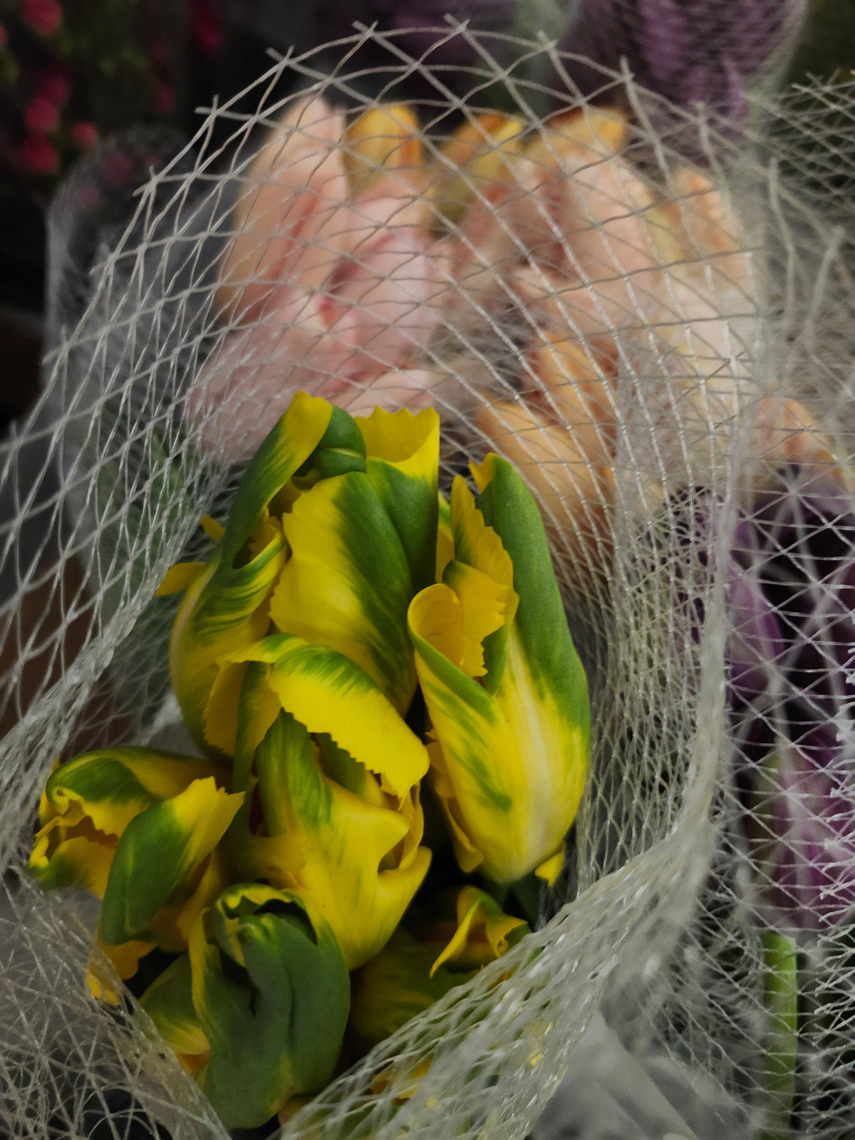 Tulips Parrot