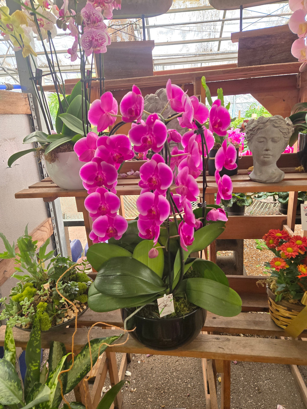 Phalaenopsis Waterfall Royale 10.5"