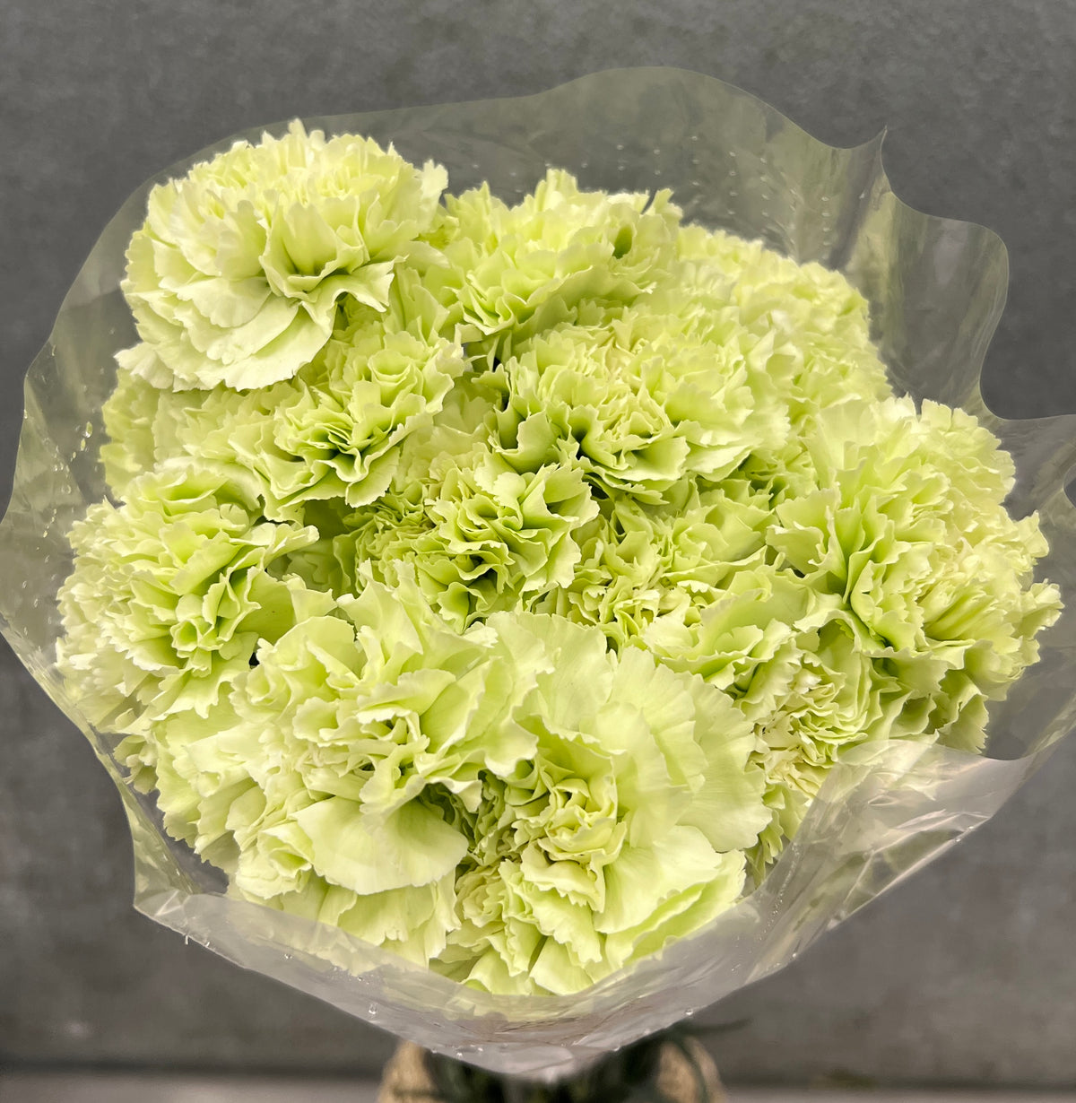 Carnation Green