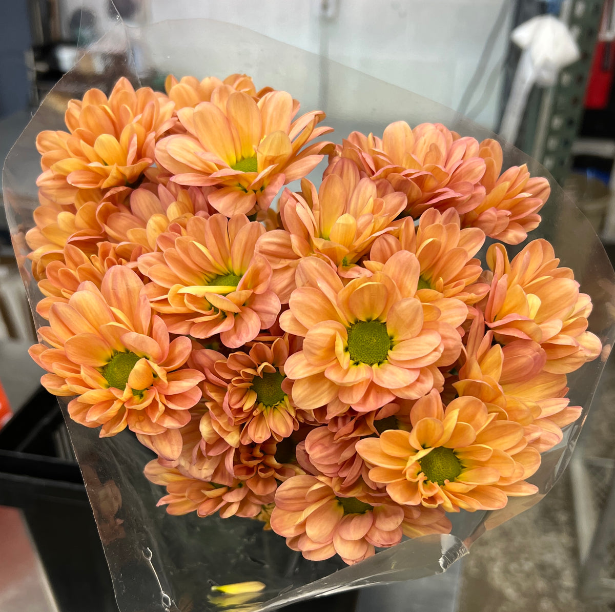 Pomp Daisy Salmon