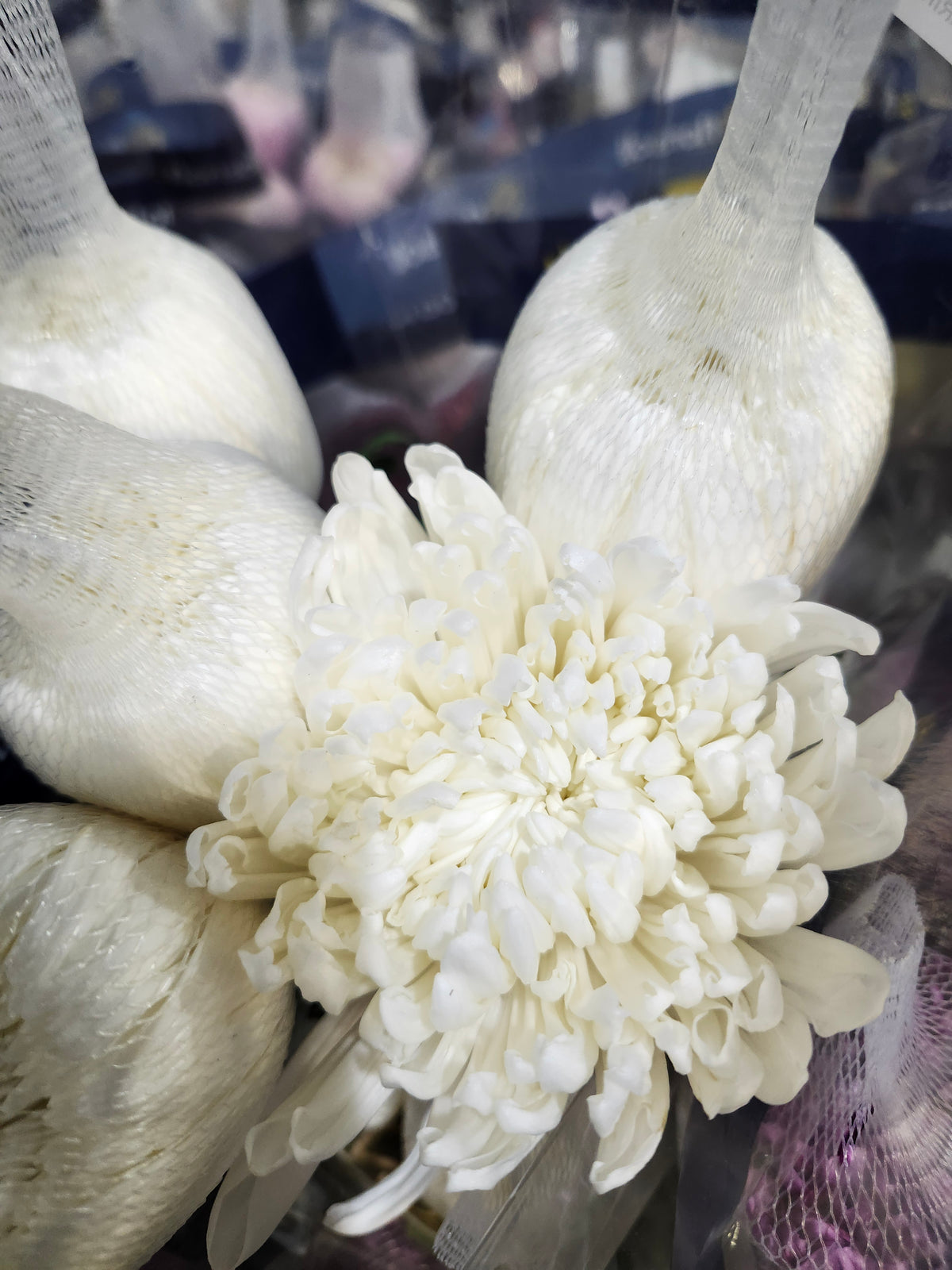 Mum Fuji White