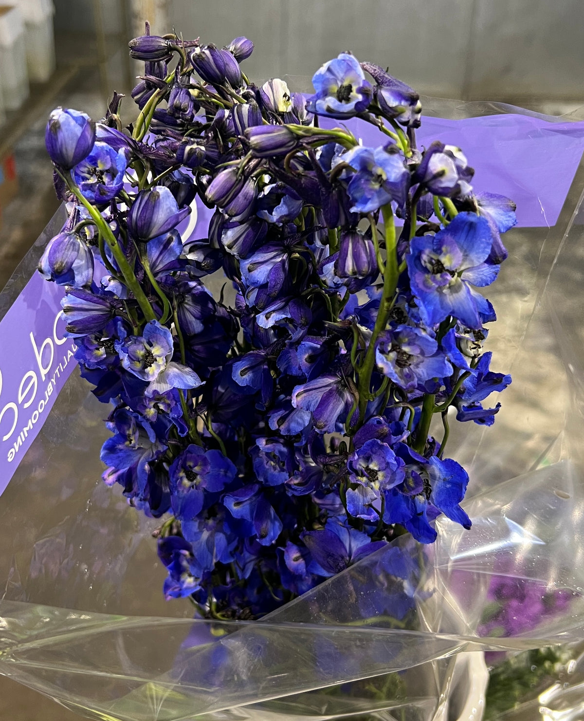 Delphinium Belladonna Dark Blue
