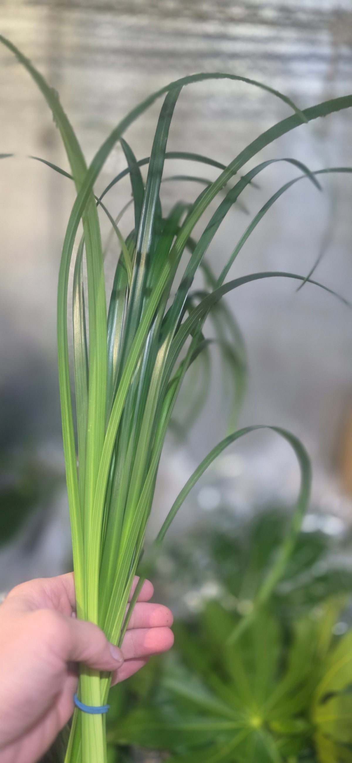 Lily Grass