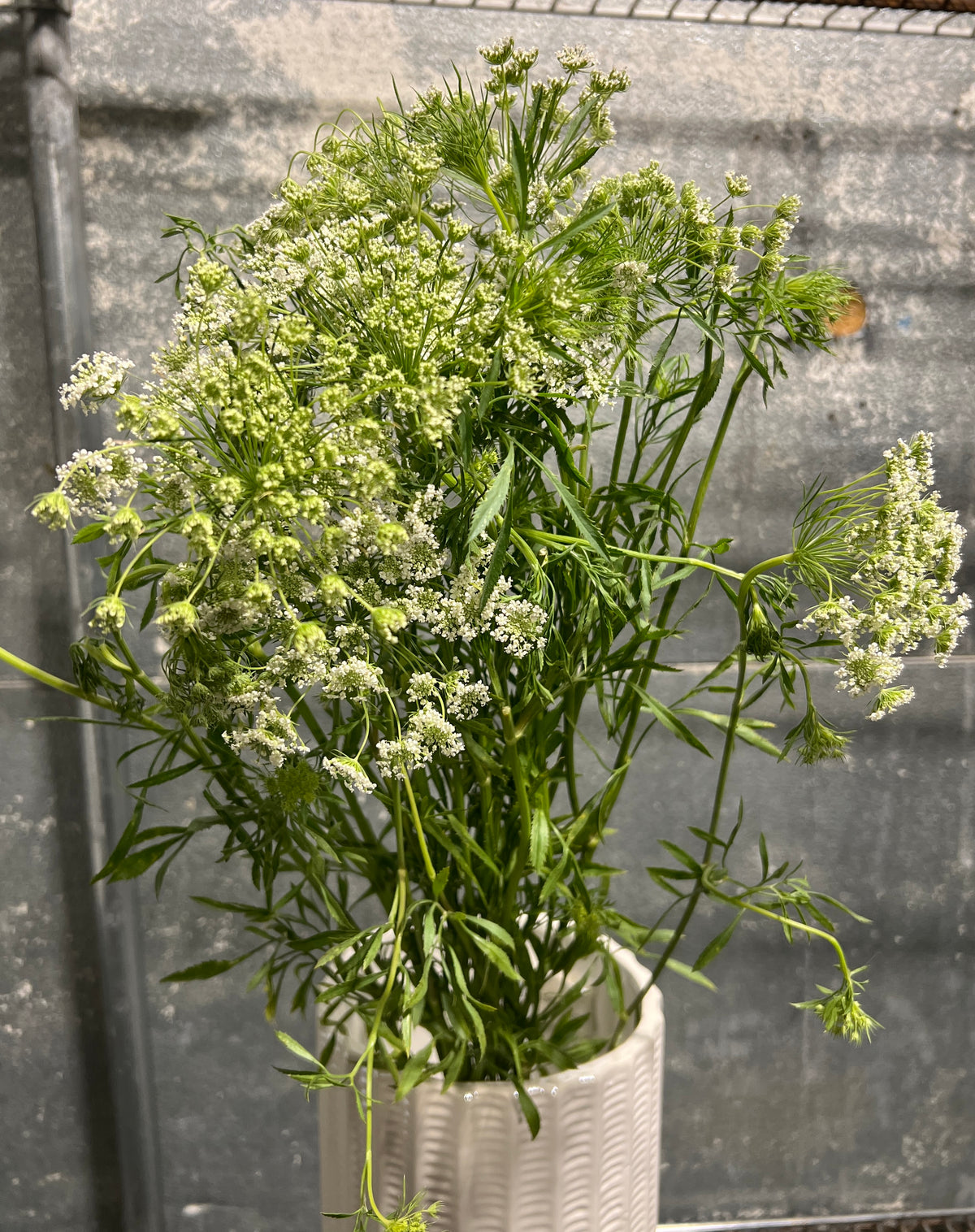 Queen Ann Lace & Green Mist