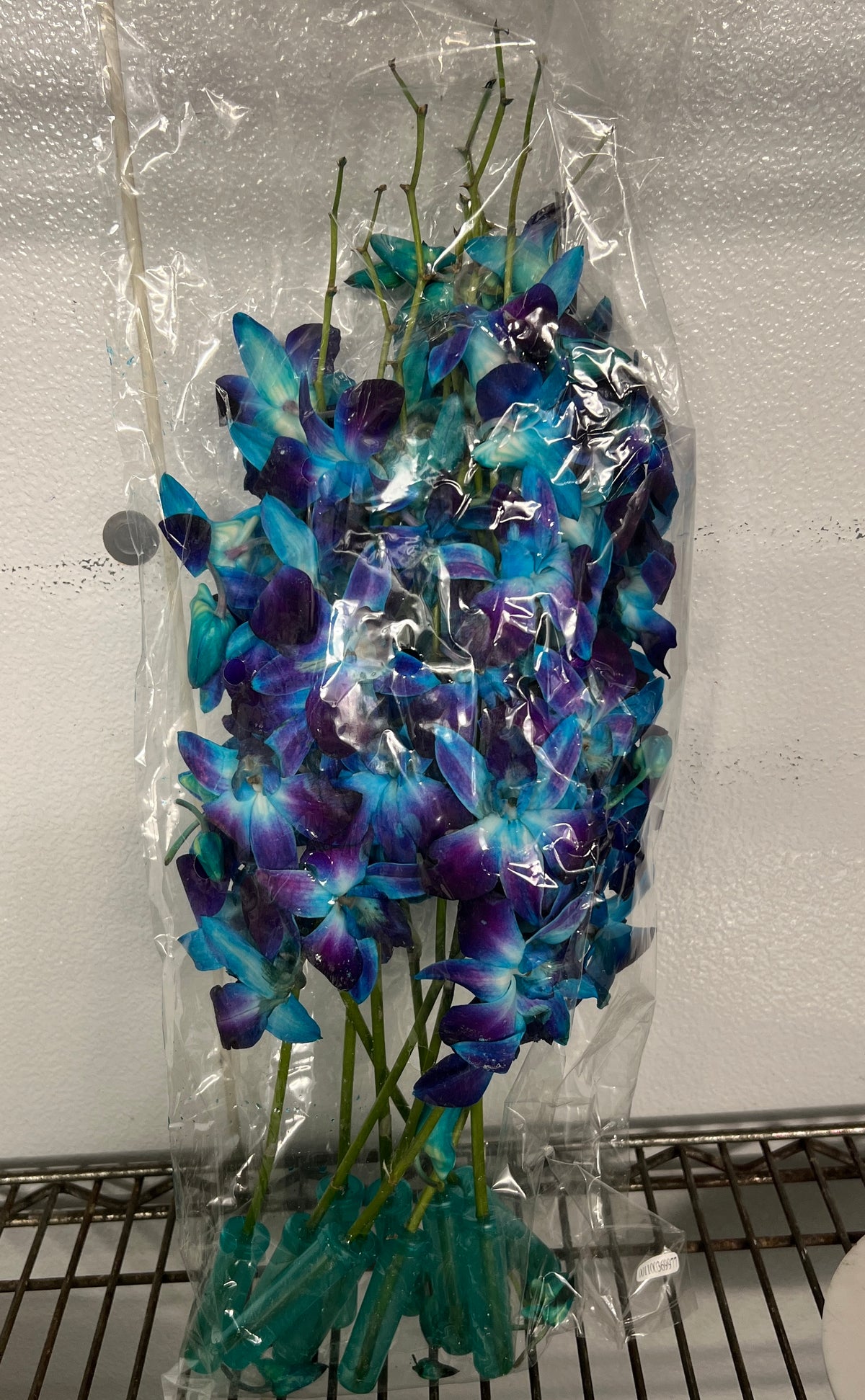 Orchid Dendrobium Blue Bom