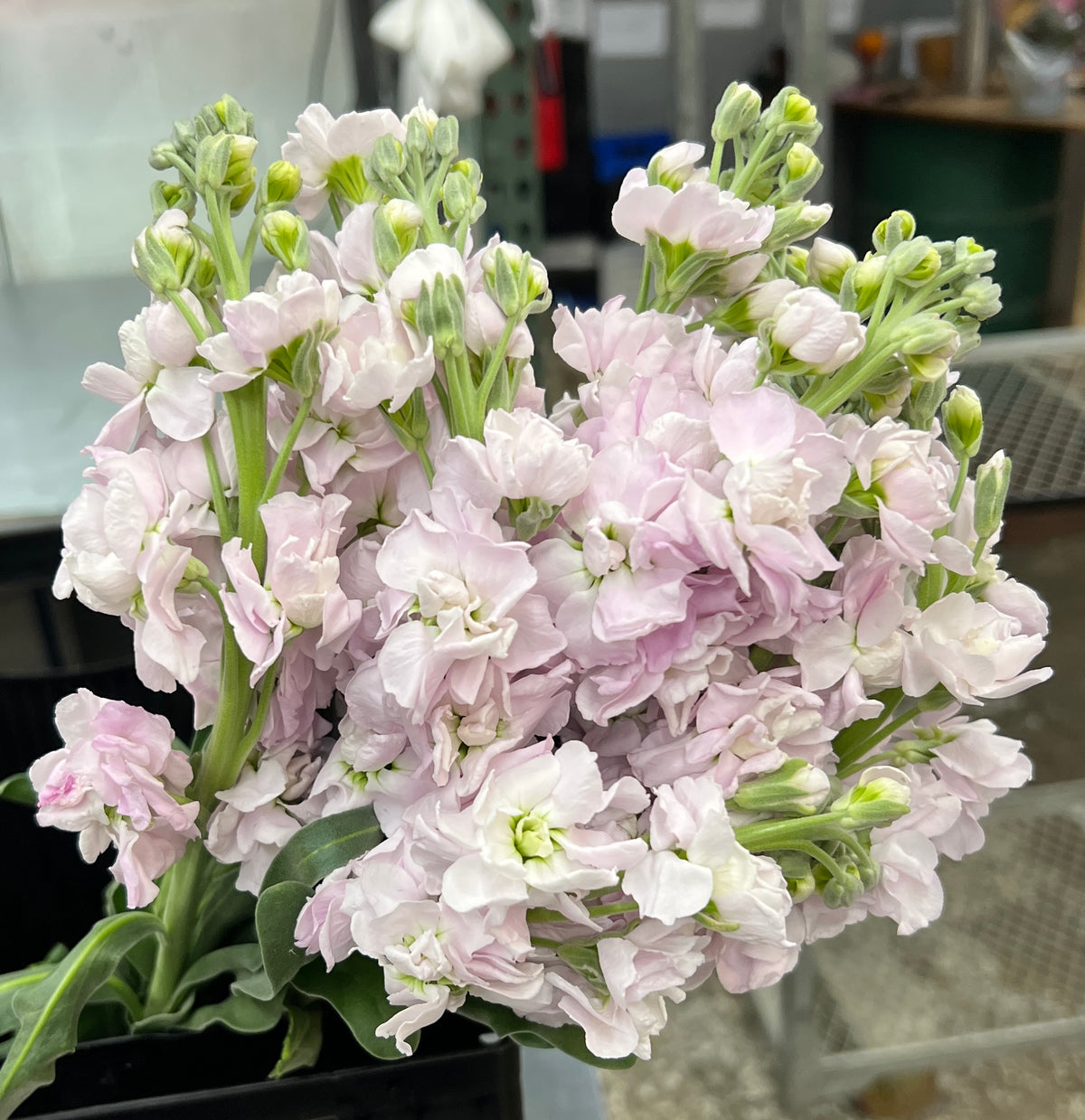 Stock Lavender