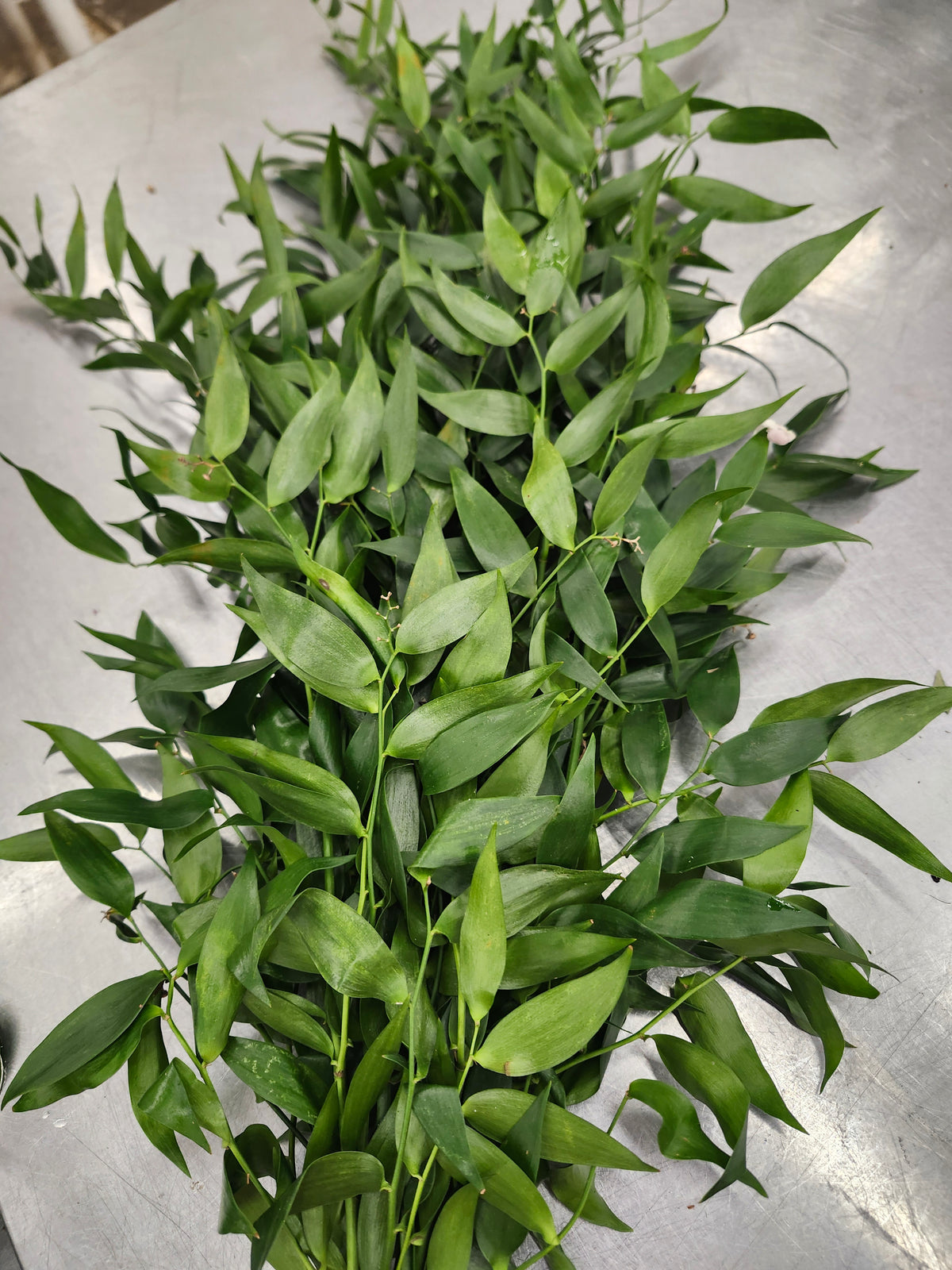 Italian Ruscus