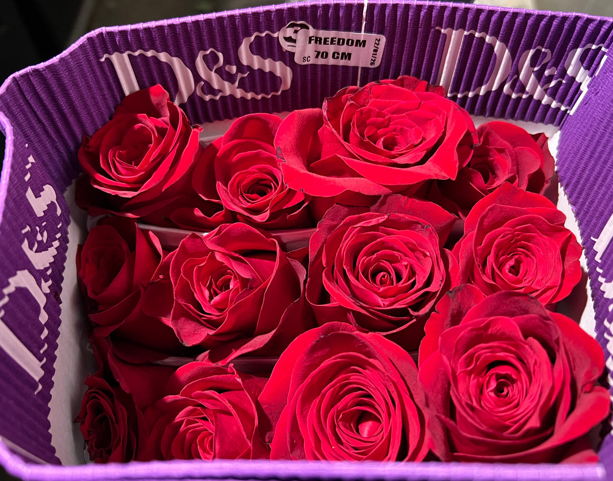 Rose Freedom 70 Cm