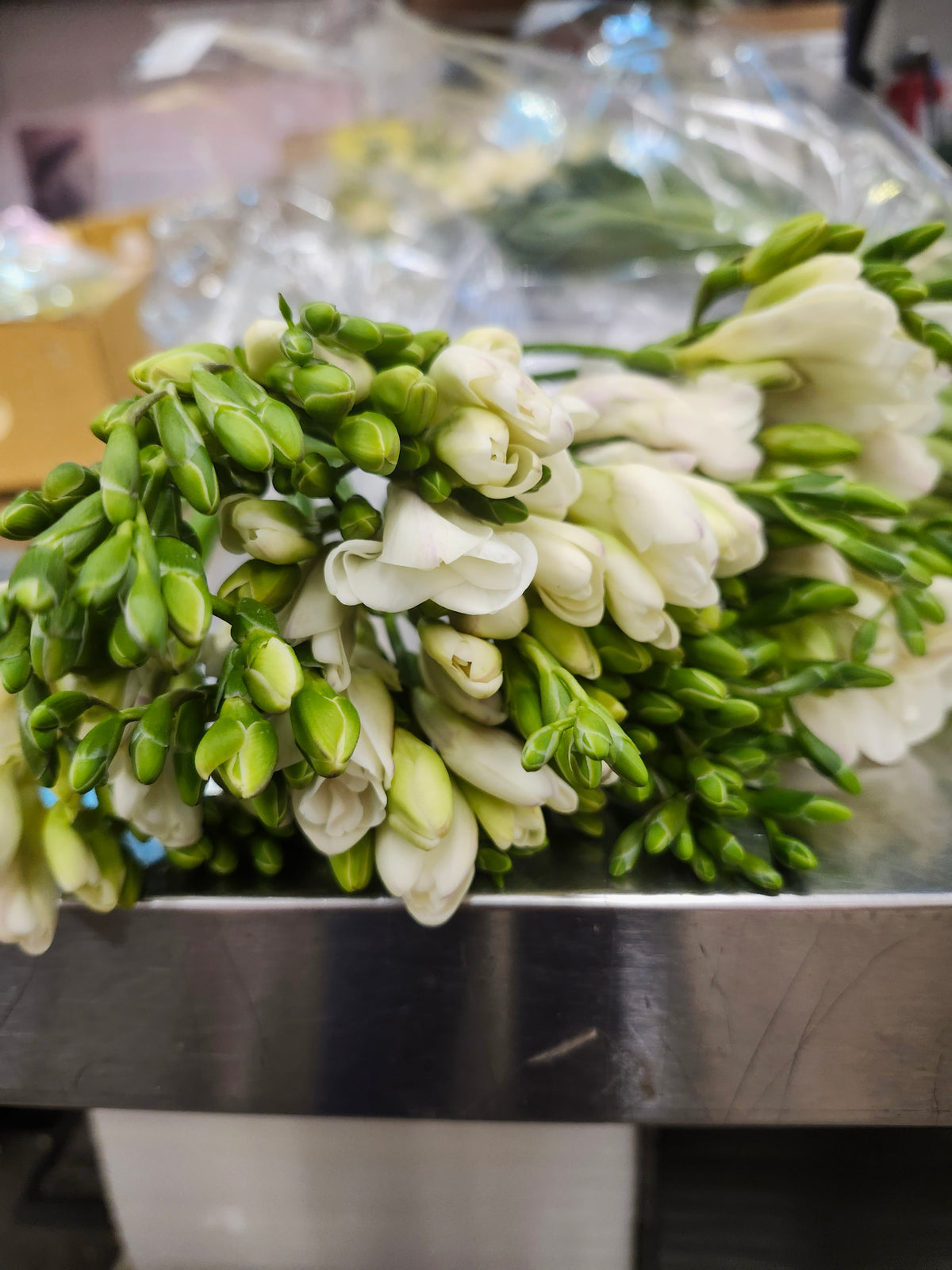 Freesia White
