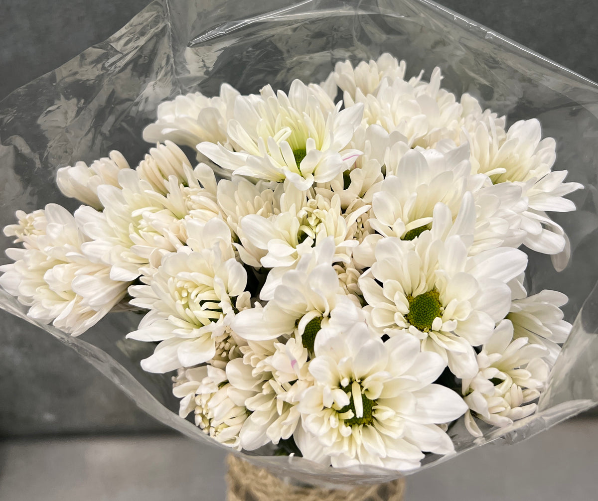 Pomps Daisy White
