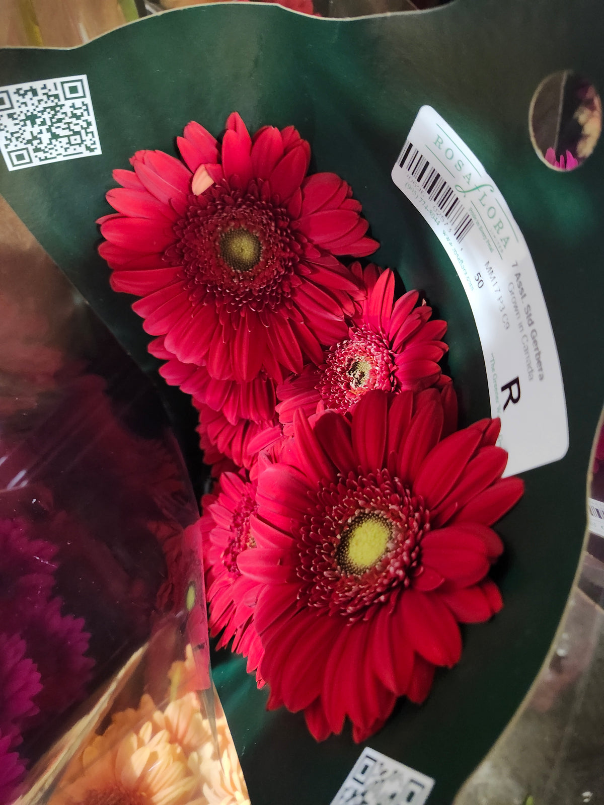 Gerbera Red