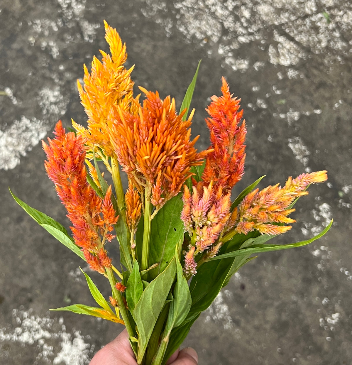 Celosia Feathery Orange (Bunch 10)