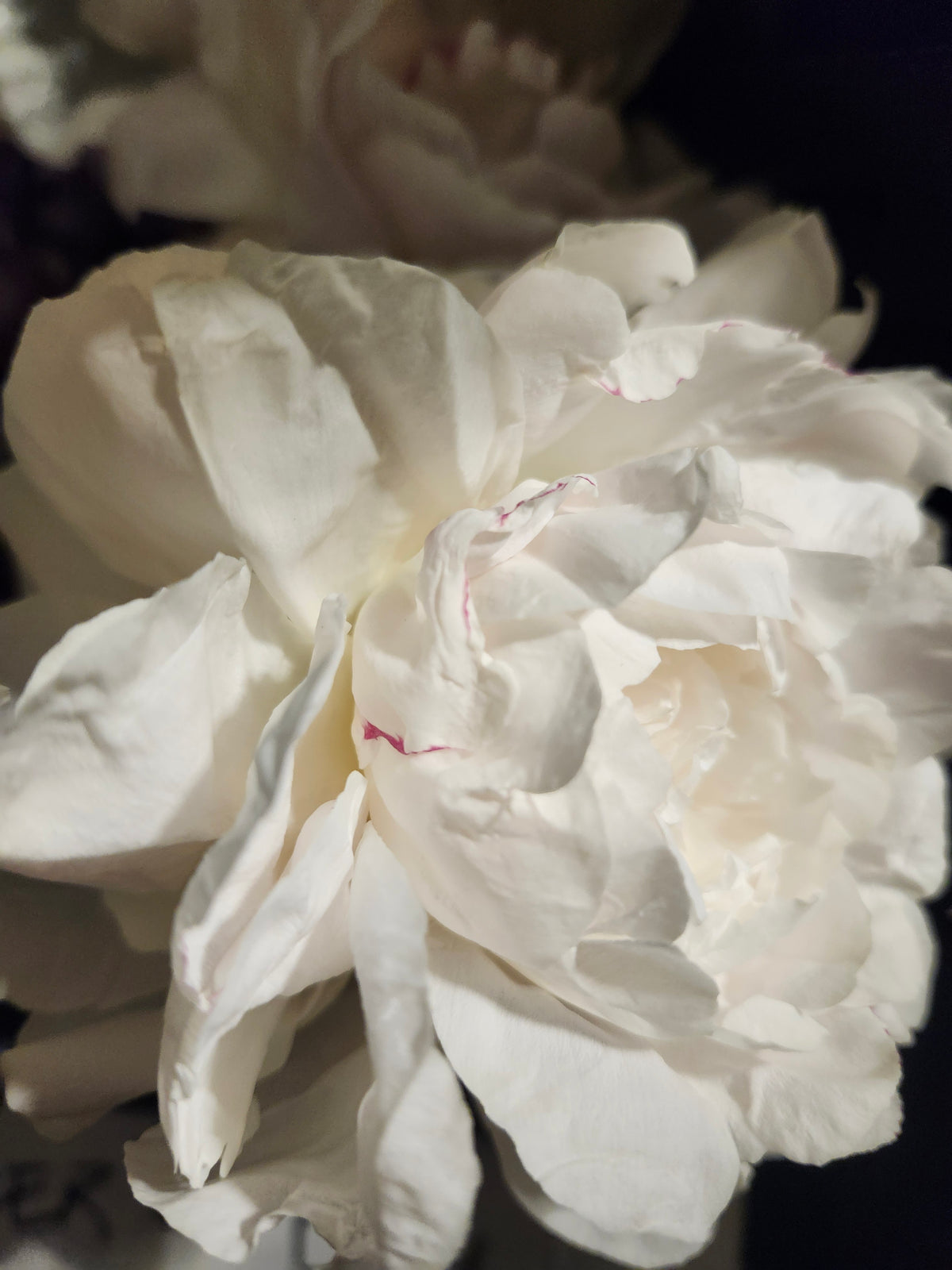 Peony