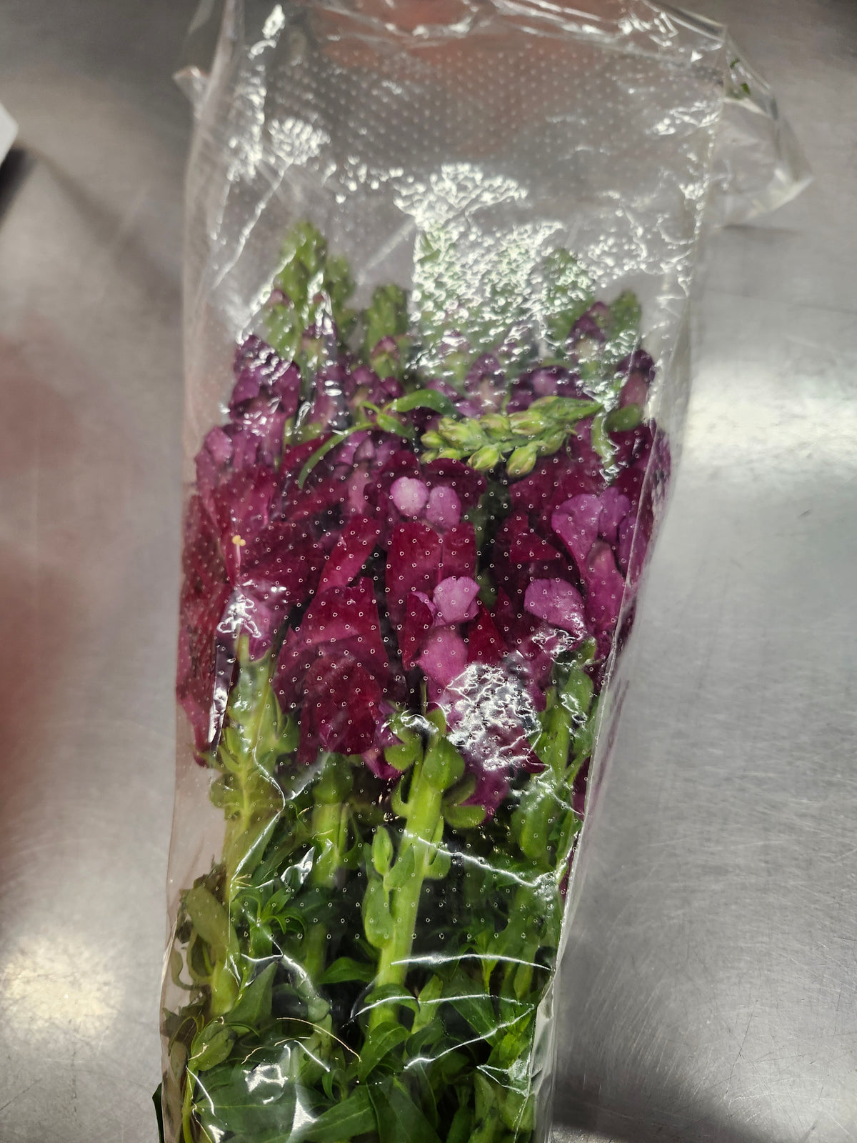 Snapdragons Burgundy