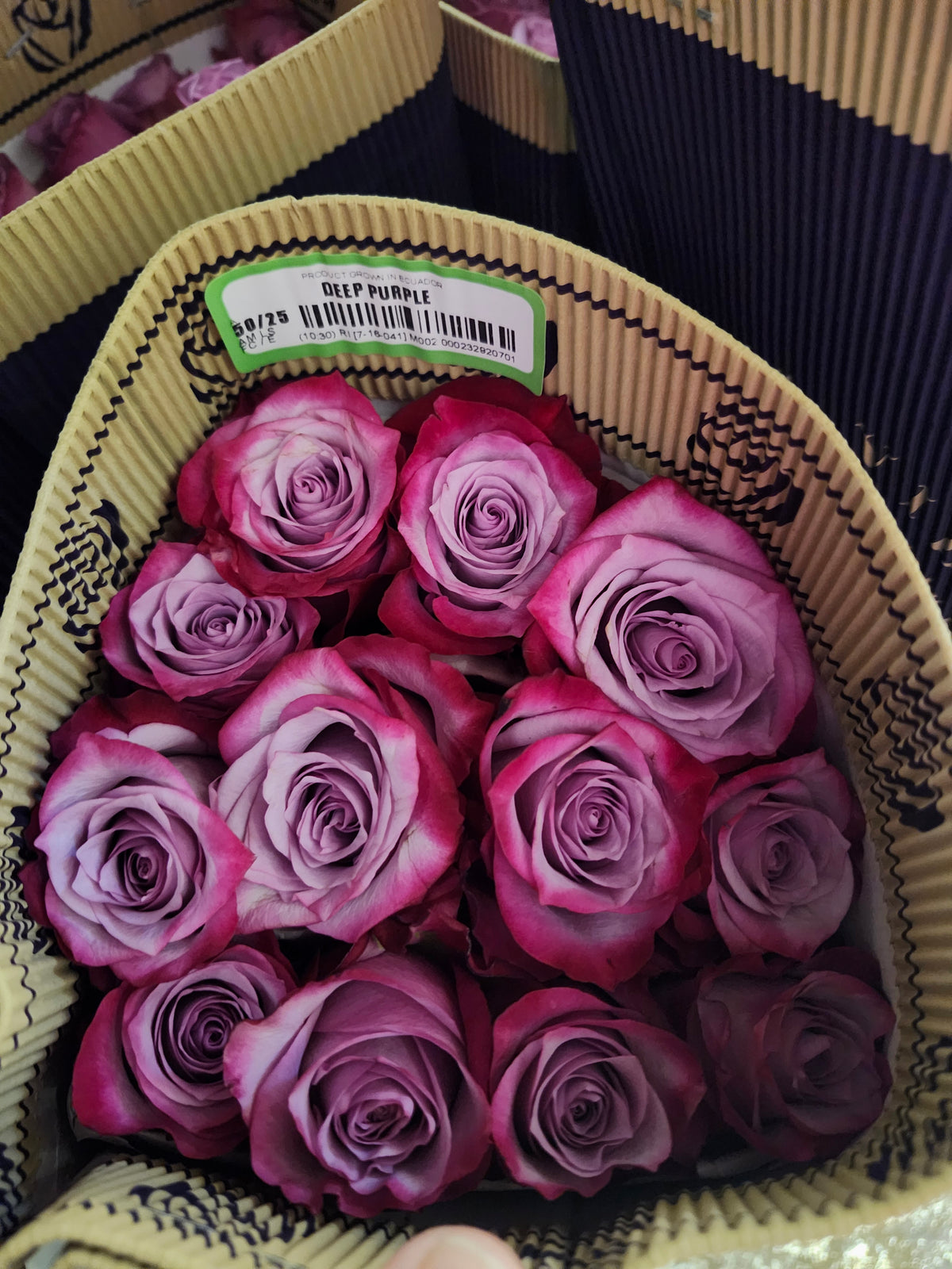 Rose Deep Purple 50 Cm