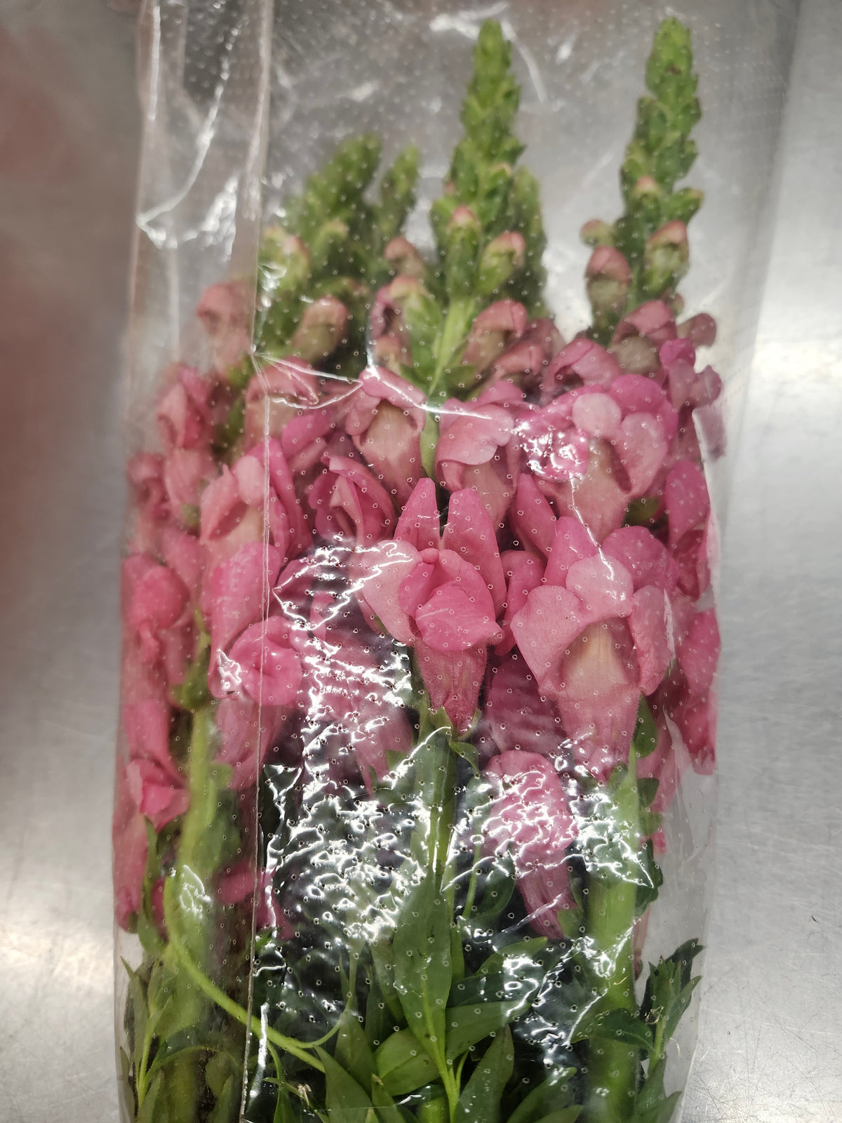 Snapdragon Pink
