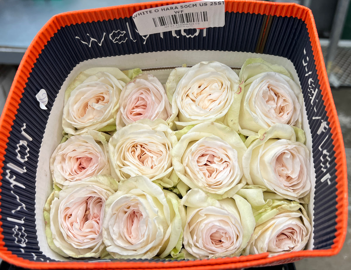 Rose Garden White O'Hara