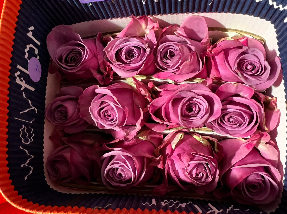 Rose Cool Water 40 Cm