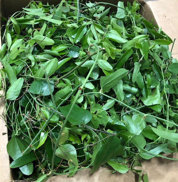 Smilax Wild