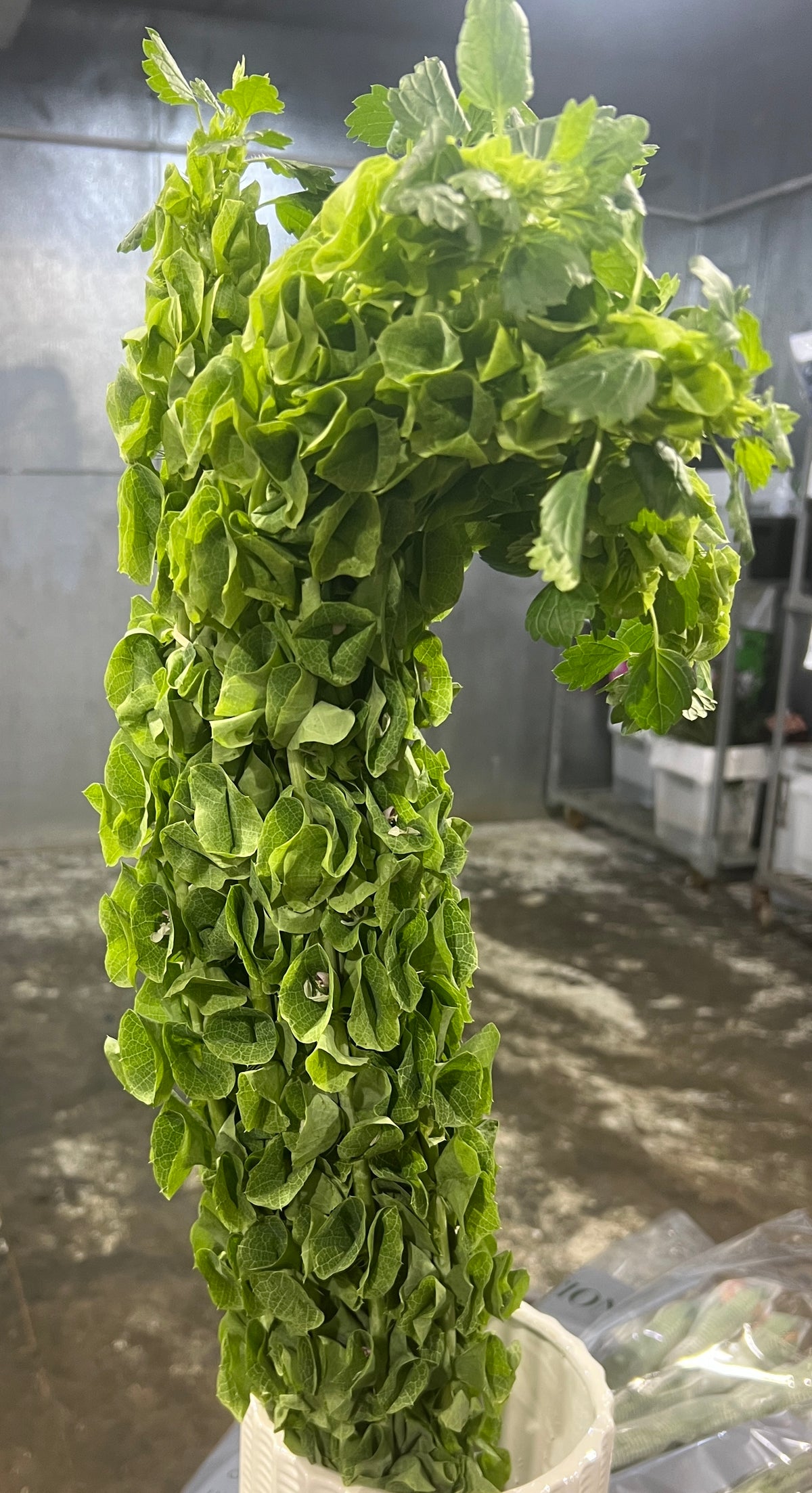 Bells Of Ireland Green