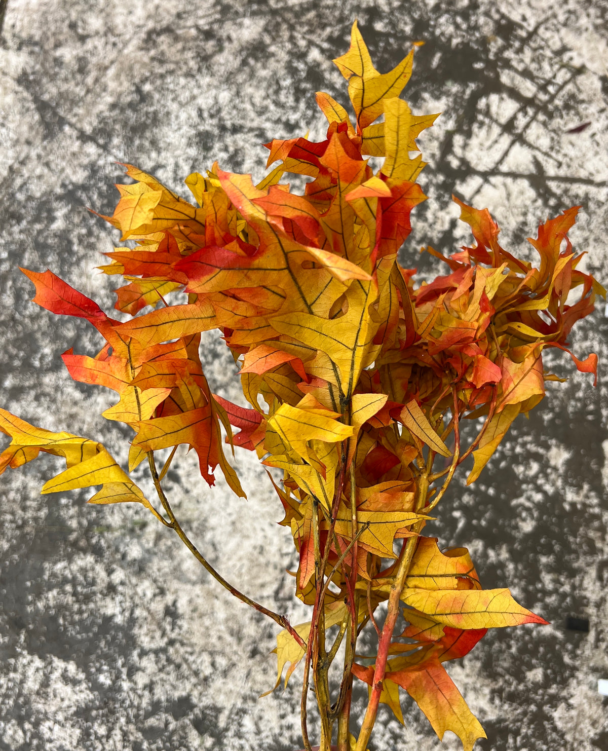 Preserved Oak Fall