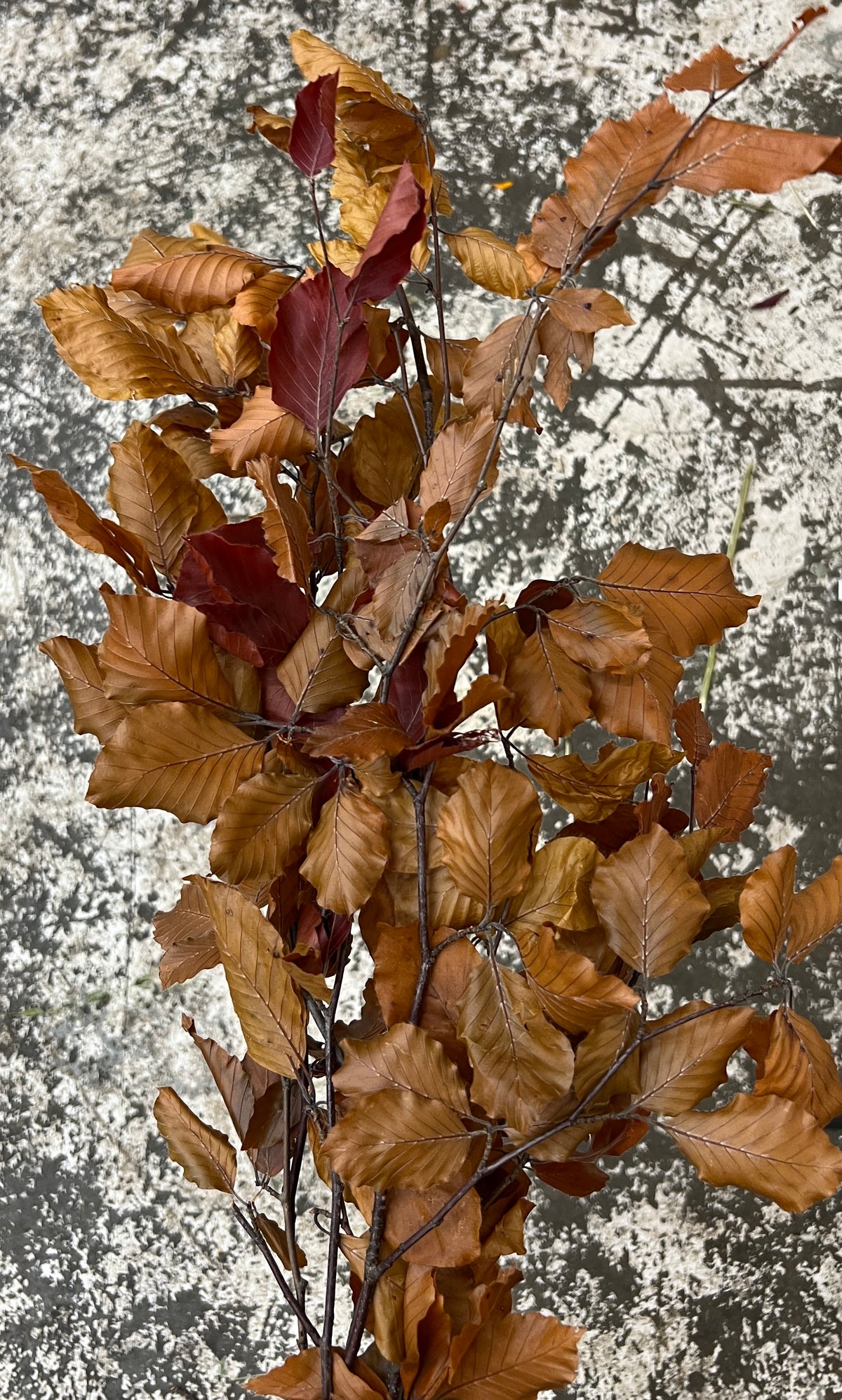 Copper Beech Bunch