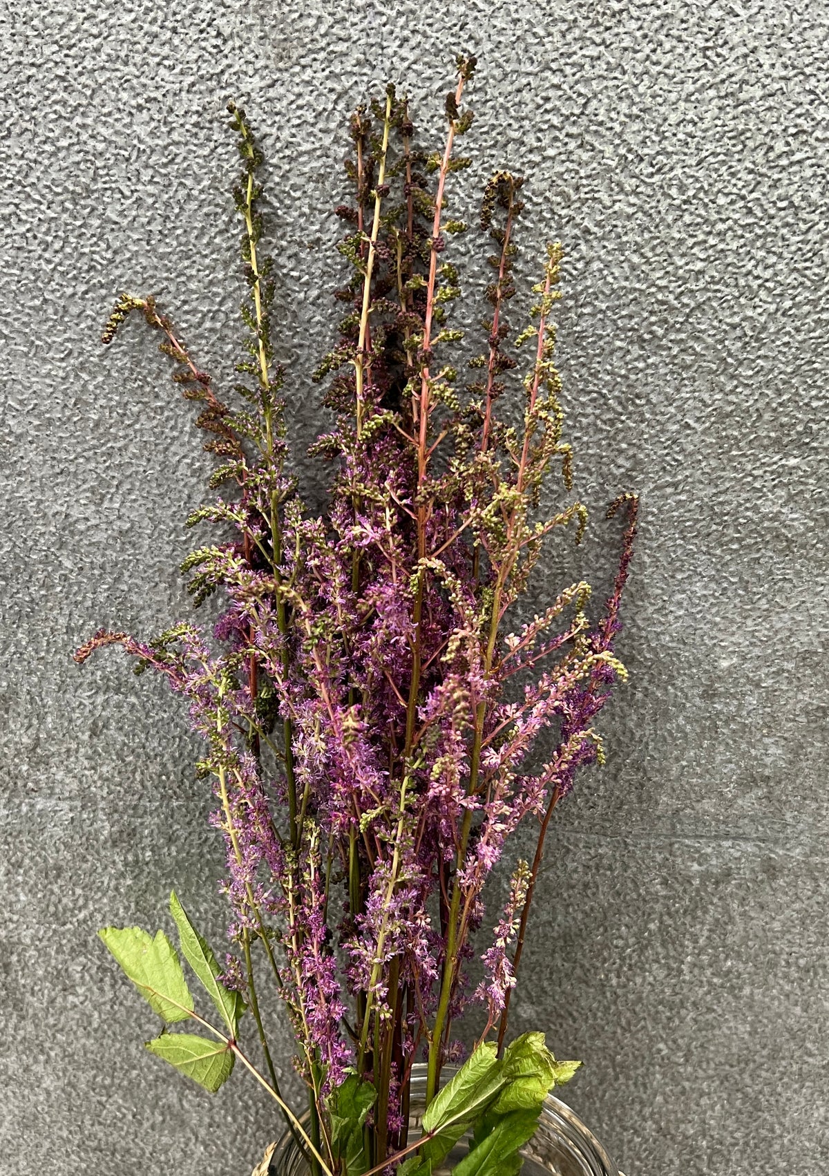 Astilbe Asst