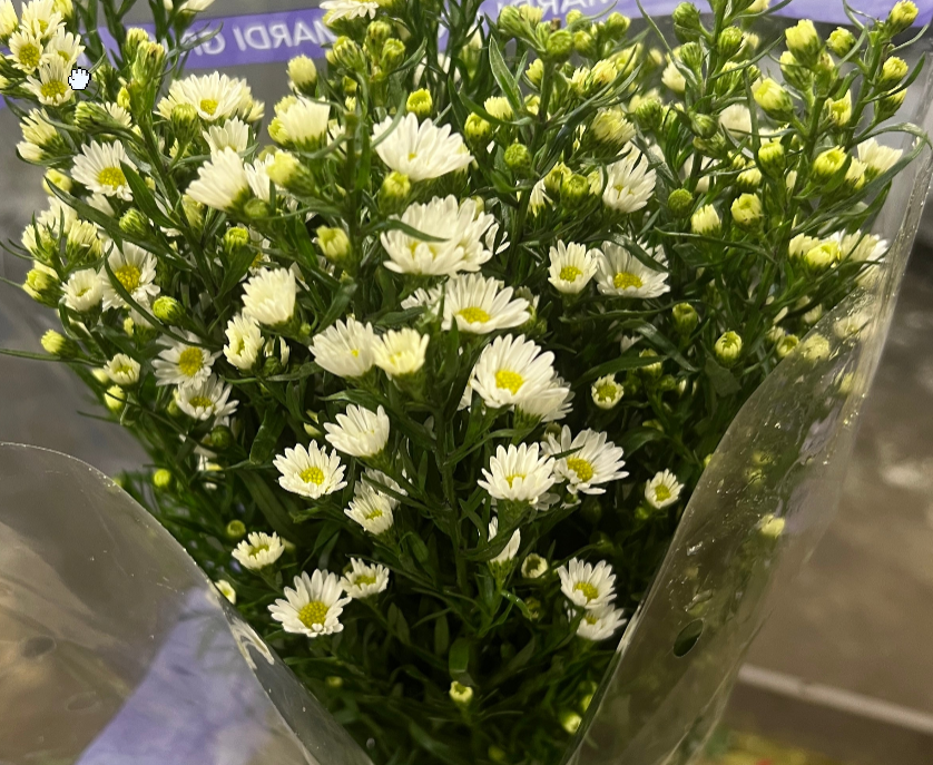 Filler Flowers