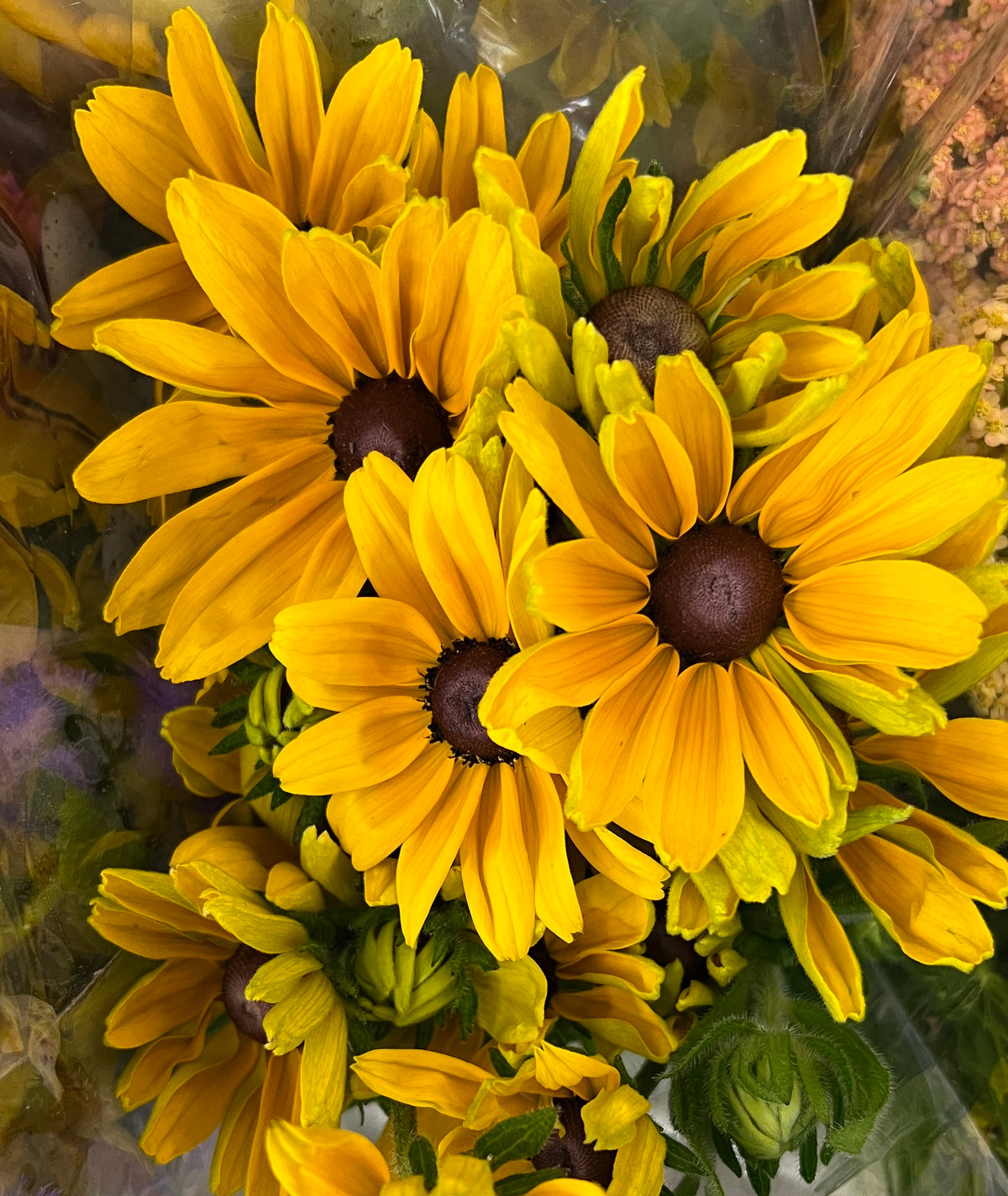 Rudabeckia (black-eyed Susan) Cut