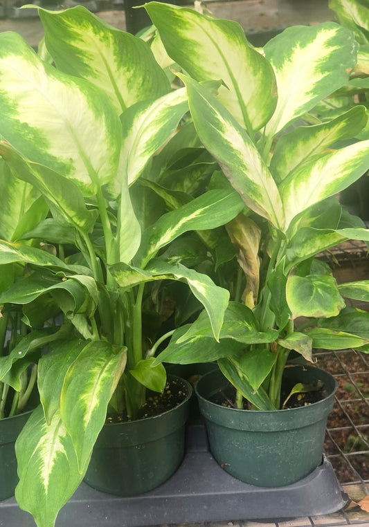 Dieffenbachia 04"