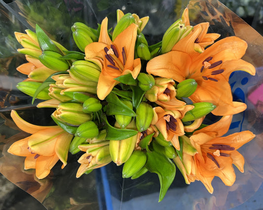 Lily LA Hybrid Orange