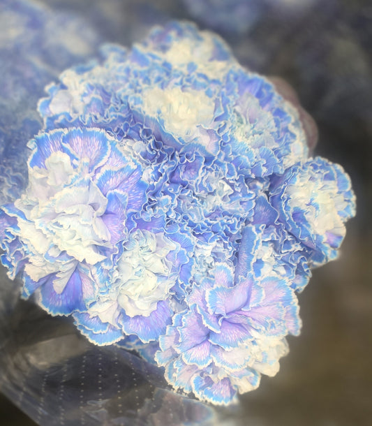 Carnation Blue Stem Dye