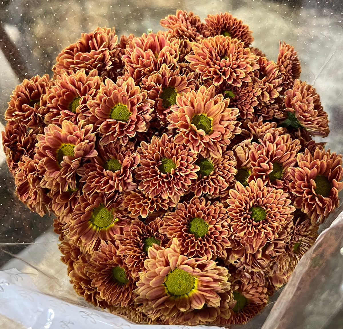 Pomps Daisy Bronze