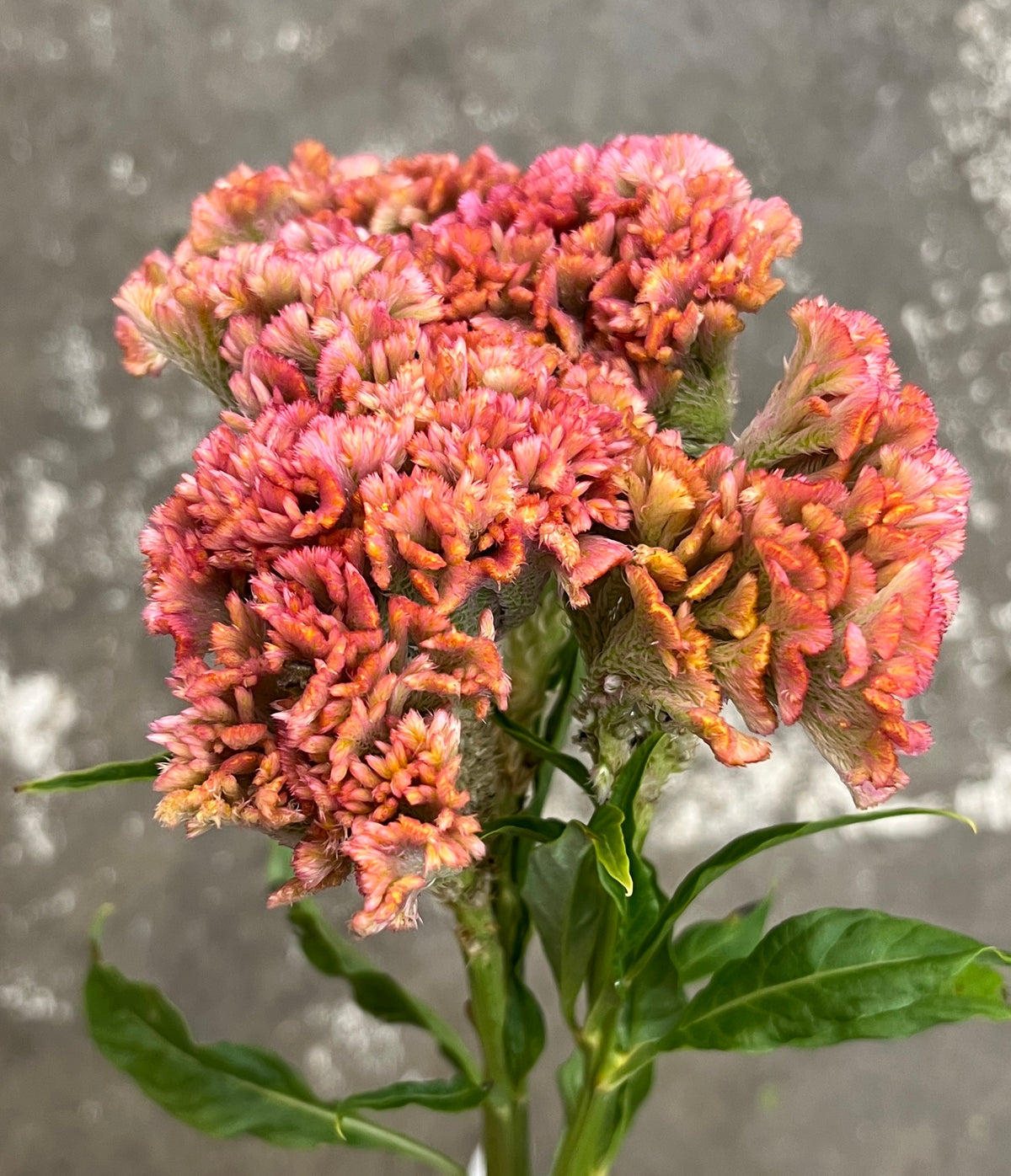 Celosia Coxcomb Green Bunch(5)