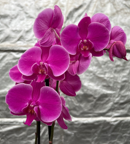 Orchid Phalenopsis