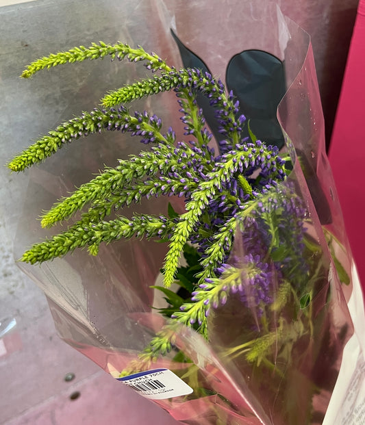 Veronica Blue (Purple)