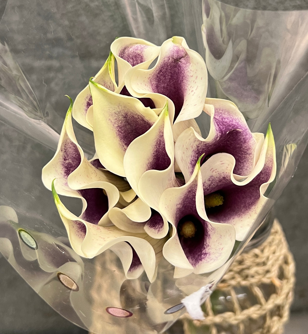 Calla Mini Picasso