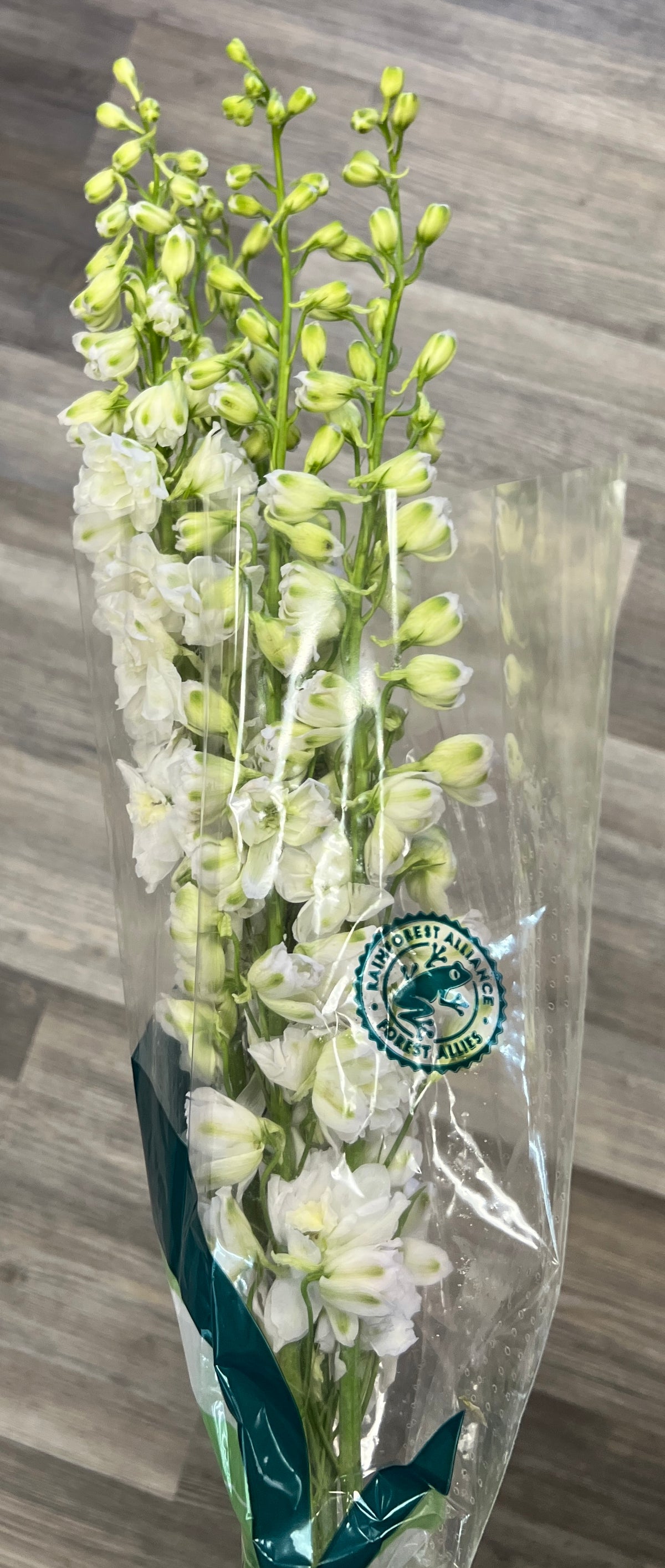 Delphinium Hybrid White