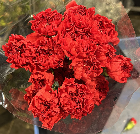 Carnation Red