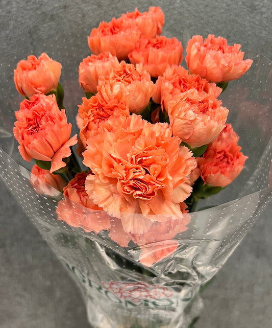Carnation Orange