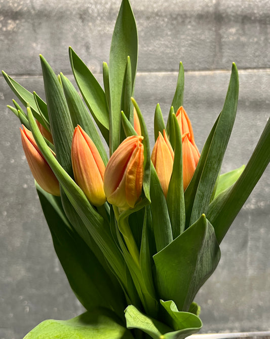 Tulips Asst