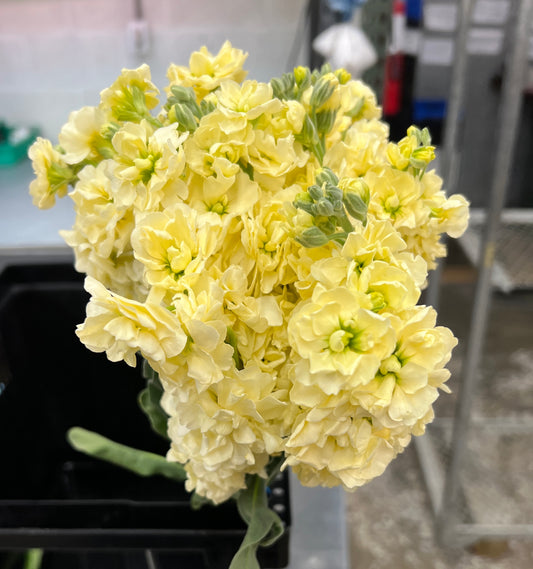 Stock Buttercream (Yellow)