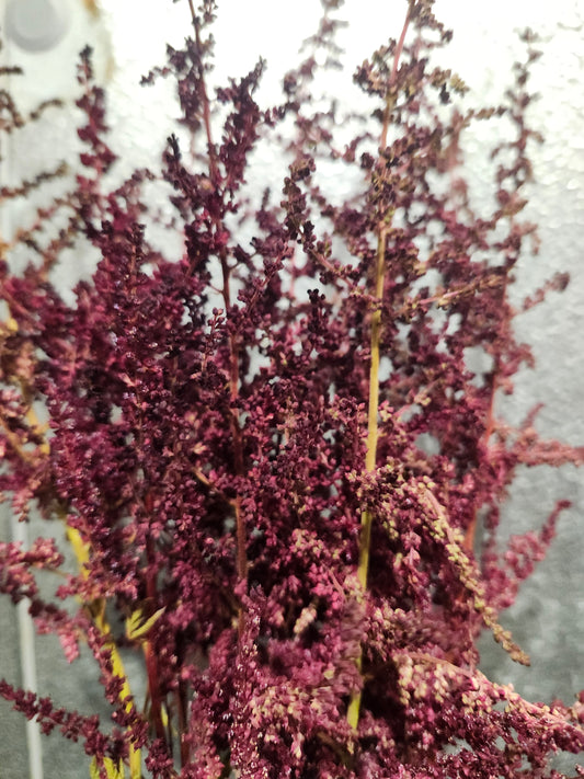 Astilbe Burgundy