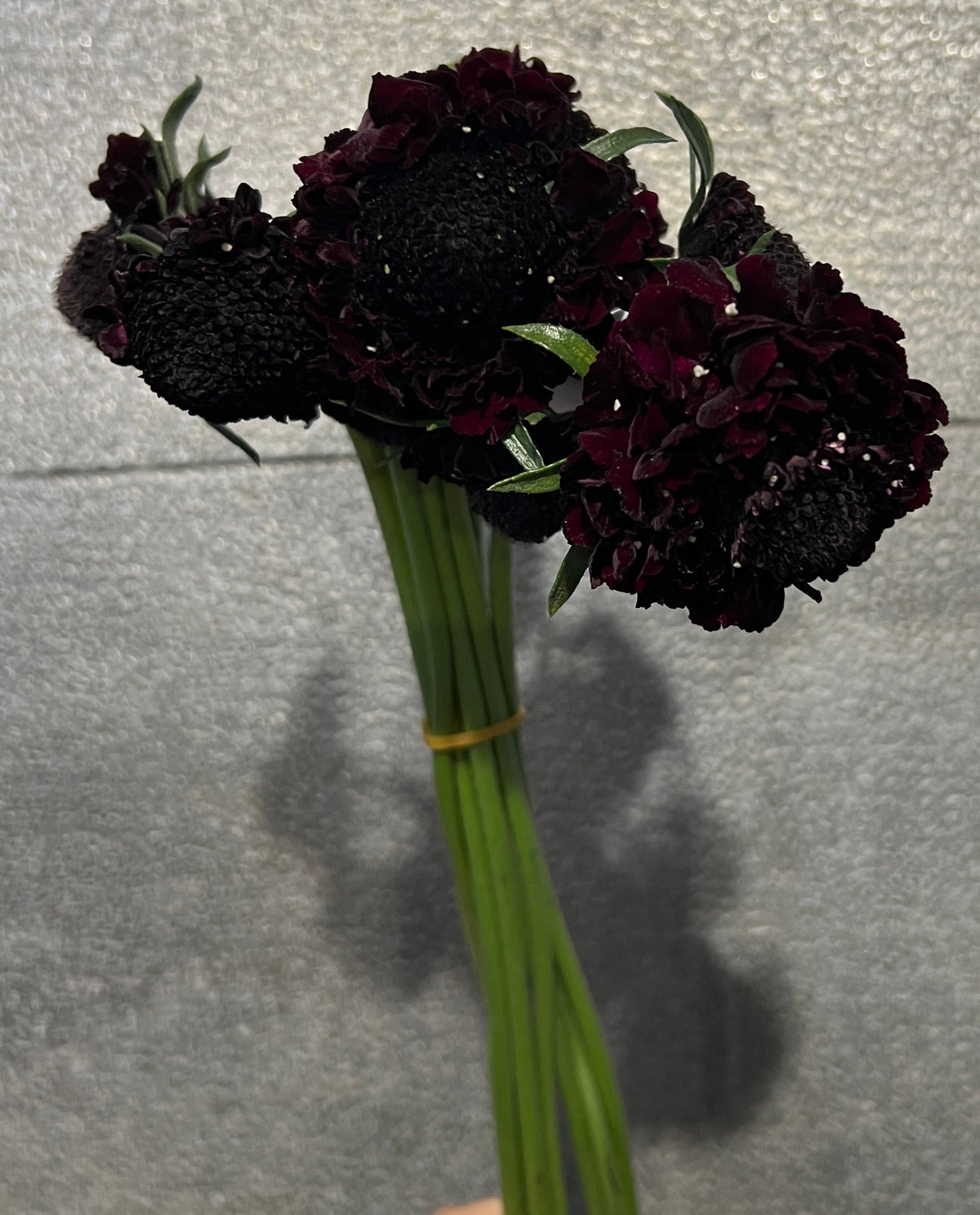 Scabiosa Dark Purple